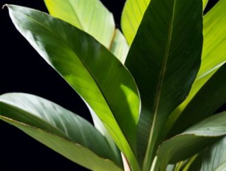 Как правильно обрезать драцену для пышного ветвления: советы и секреты ухода