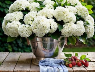 Как правильно обрезать калину обыкновенную: секреты ухода для красоты и урожайности