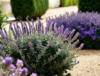 Как правильно пересадить куст лаванды: пошаговое руководство для успешного роста и цветения