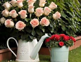 Как правильно подкармливать розы монофосфатом калия для пышного цветения?