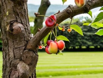 Как правильно прививать растения на алычу: от выбора до ухода за привитыми саженцами