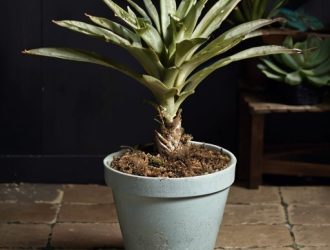 Как правильно разделить юкку: советы по пересадке и уходу за растением