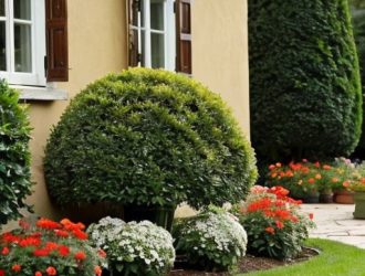 Как правильно разделить куст туи: пошаговое руководство для успешного размножения и ухода