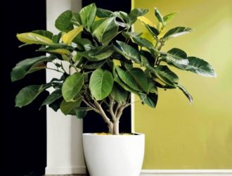 Как правильно разместить лимонное дерево в квартире: советы для здоровья и комфорта
