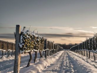 Как правильно укрыть виноград на Урале: советы для успешной зимовки растений