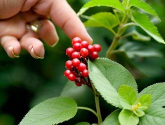 Как правильно выбрать количество кустов жимолости для вашего сада?