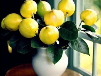 Как правильно выбрать окно для успешного выращивания лимона в домашних условиях?