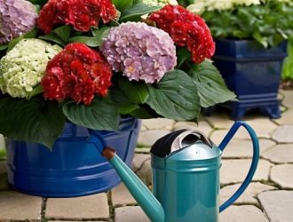 Как правильно высадить комнатную гортензию на улицу: советы и секреты успеха