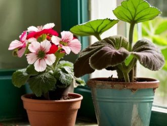 Как сохранить пеларгонию здоровой: от диагностики до профилактики проблем