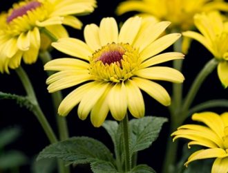 Как сохранить здоровье хризантемы: основные причины проблем с листьями и их решения