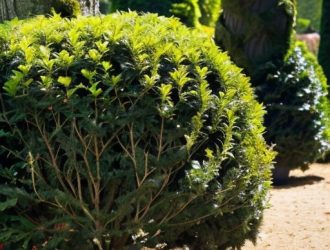 Как сохранить здоровье туи: причины растрескивания коры и способы решения проблемы