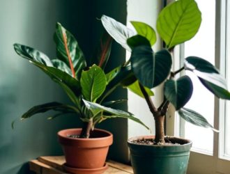 Как спасти фикус от засыхания: эффективные методы и профилактика