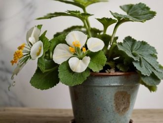 Как спасти герань от засыхания: советы по уходу и диагностике проблем