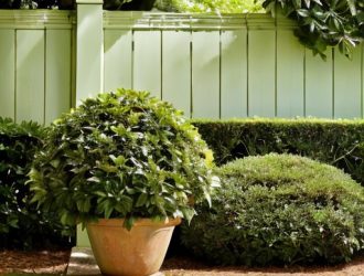 Как спасти кипарисовик: эффективные методы реанимации и ухода за растением