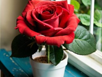 Как спасти комнатную розу от увядания: советы по уходу и диагностике проблем