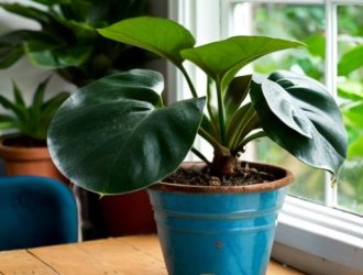 Как спасти плющ: советы по уходу и предотвращению засыхания растения