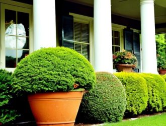 Как спасти сухие туи в горшках: основные причины и эффективные решения