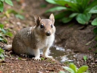 Как справиться с неожиданными ходами на дачном участке: советы для дачников весной