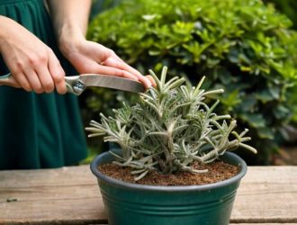 Как укоренить розмарин: пошаговое руководство для успешного размножения из веточки