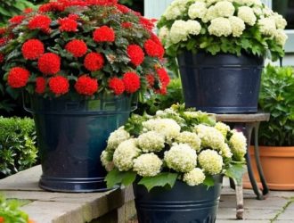 Как успешно размножить пузыреплодник калинолистный: советы для садоводов