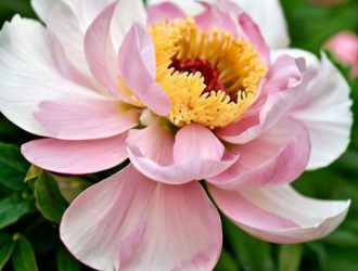 Как узнать возраст пионов и продлить их жизнь: секреты ухода за любимыми цветами