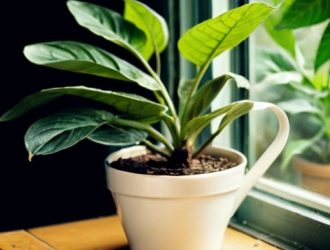 Как вернуть яркость: советы по уходу за комнатным лимоном и борьба с бледными листьями