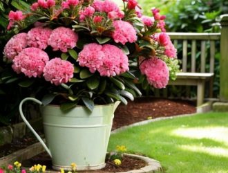 Как вернуть к жизни рододендрон: Полный гид по уходу и реанимации растения