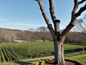 Как вернуть к жизни виноградные кусты после зимы: советы и рекомендации садоводов