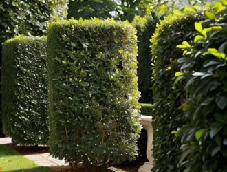 Как восстановить самшит после нападения огневки: пошаговое руководство по уходу и профилактике