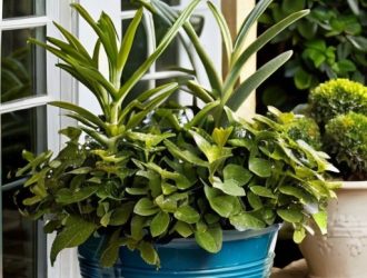 Как восстановить здоровье розмарина: причины засыхания и эффективные решения