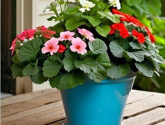 Как выбрать идеальный горшок для герани: советы по уходу и эстетике