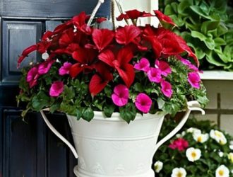 Как выбрать идеальный горшок для лобелии ампельной: советы и рекомендации