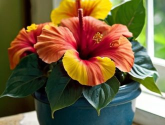 Как выбрать идеальный горшок для китайской розы: советы цветоводов