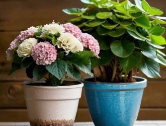 Как выбрать идеальный горшок для комнатной гортензии: советы и рекомендации