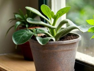 Как выбрать идеальный грунт для успешного выращивания томатов на подоконнике?