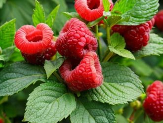 Как выбрать идеальный сорт малины для выращивания в Подмосковье: советы и рекомендации для садоводов