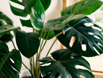 Как выпрямить Монстеру: секреты ухода за популярным комнатным растением