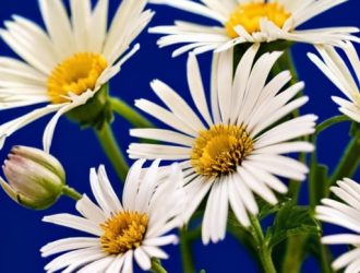 Как вырастить астру: секреты успешного посева и ухода за растением