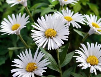 Как Вырастить Астры: Полное Руководство по Посеву и Уходу за Рассадой