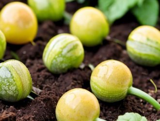 Как вырастить баклажаны: секреты успешного прорастания и ухода за семенами