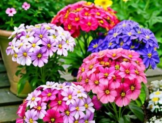 Как Вырастить Яркие Флоксы Однолетние: Полный Гид по Посадке и Уходу