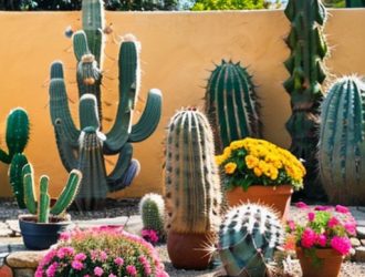 Как вырастить кактусы на улице: секреты успешного озеленения и ухода