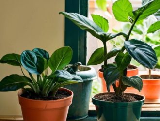 Как вырастить перец в домашних условиях: от выбора сорта до сбора урожая