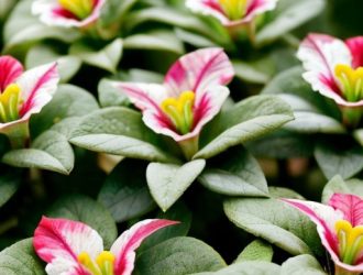 Как вырастить петунию: пошаговое руководство для успешного проращивания и ухода