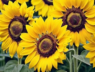 Как вырастить подсолнечник в своем саду: от выбора места до сбора урожая