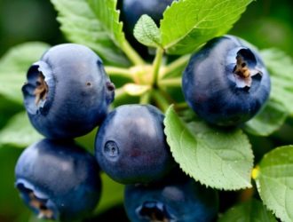 Как вырастить здоровую голубику: секреты ухода и защиты от вредителей