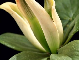 Каллы: Как Правильная Корневая Система Обеспечивает Красоту и Здоровье Растения