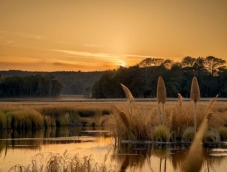 Камыш и рогоз: Как различать эти водные растения и их значение для экосистемы