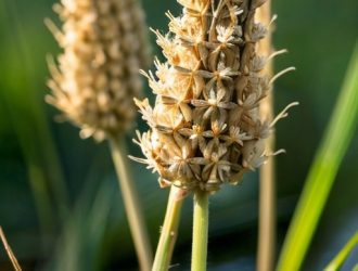 Камыш и Тростник: Как Различить Эти Похожие Растения?