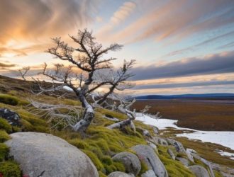 Карликовая береза: ключ к пониманию экосистемы тундры и её будущего